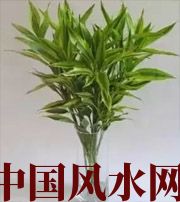 辽阳十二生肖养什么植物最旺财运？你知道吗！